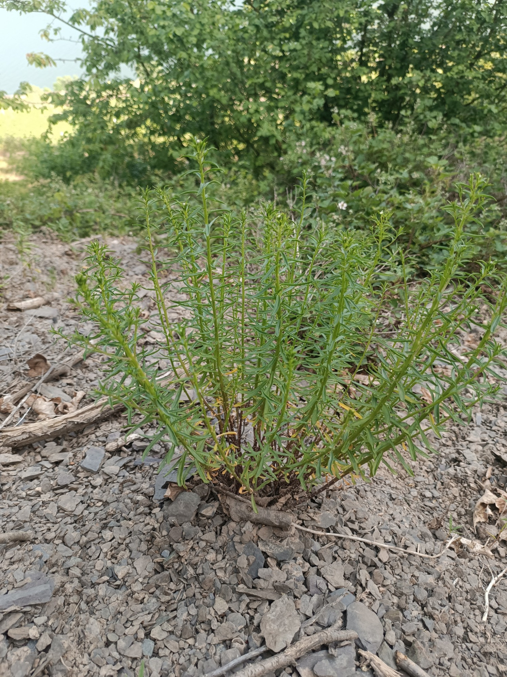 Iberis linifolia subsp. boppardensis | Bopparder Schleifenblume Iberis linifolia subsp. boppardensis | Bopparder Schleifenblume
