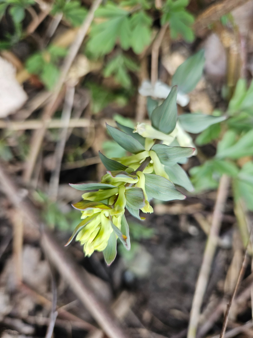 Corydalis cava subsp. cava | Hohler Lerchensporn Corydalis cava subsp. cava | Hohler Lerchensporn