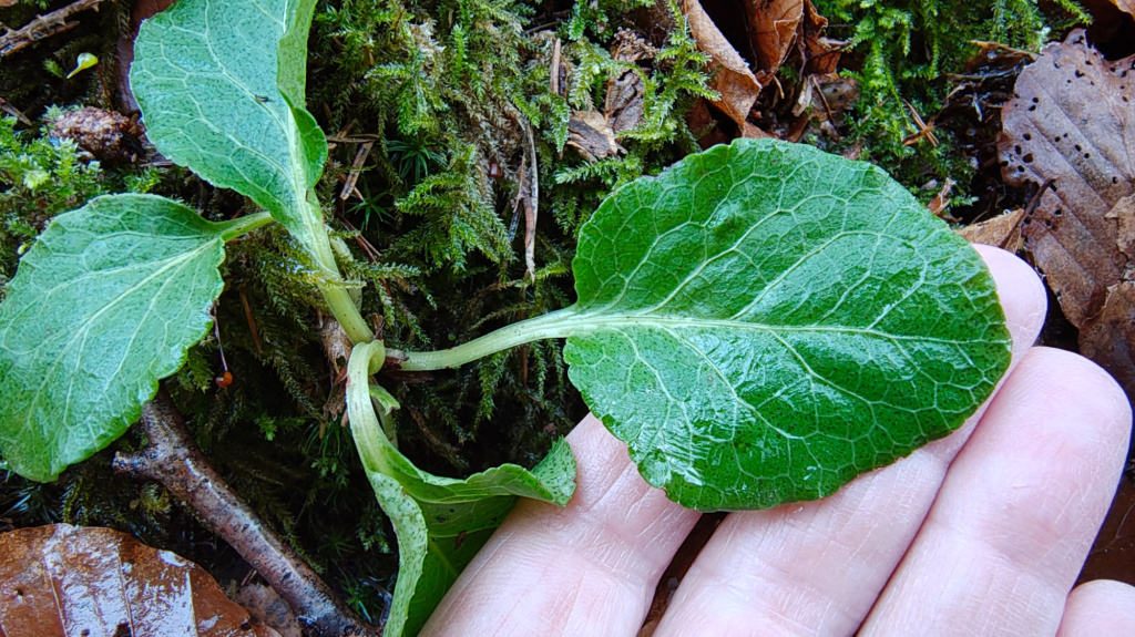 Pyrola minor | Kleines Wintergrün Pyrola minor | Kleines Wintergrün