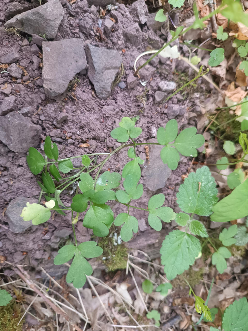 Adoxa moschatellina | Moschuskraut Adoxa moschatellina | Moschuskraut