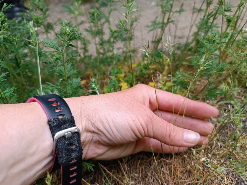Poa bulbosa | Zwiebel-Rispengras Poa bulbosa | Zwiebel-Rispengras