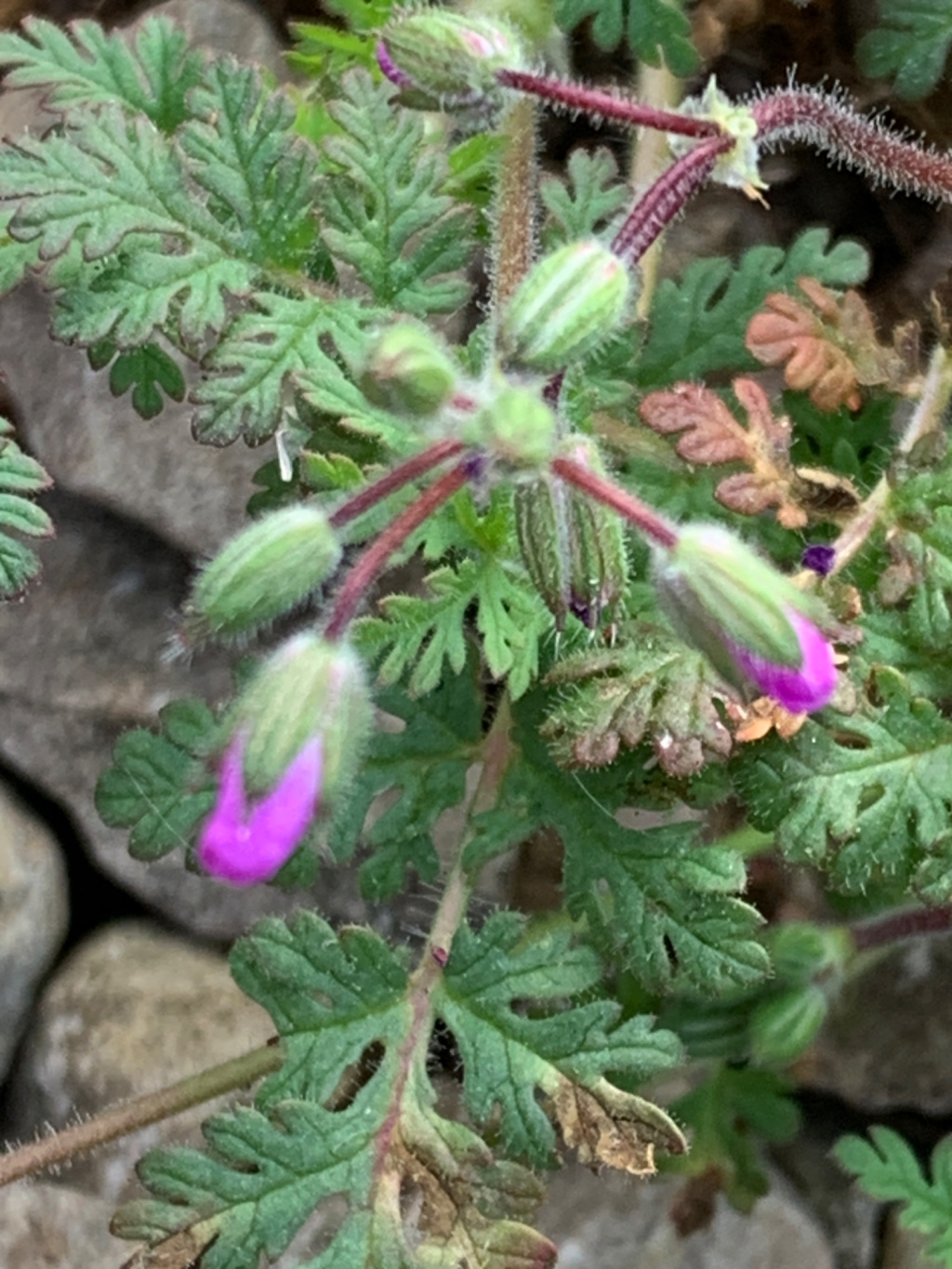 Erodium cicutarium subsp. cicutarium | Gewöhnlicher Reiherschnabel Erodium cicutarium subsp. cicutarium | Gewöhnlicher Reiherschnabel