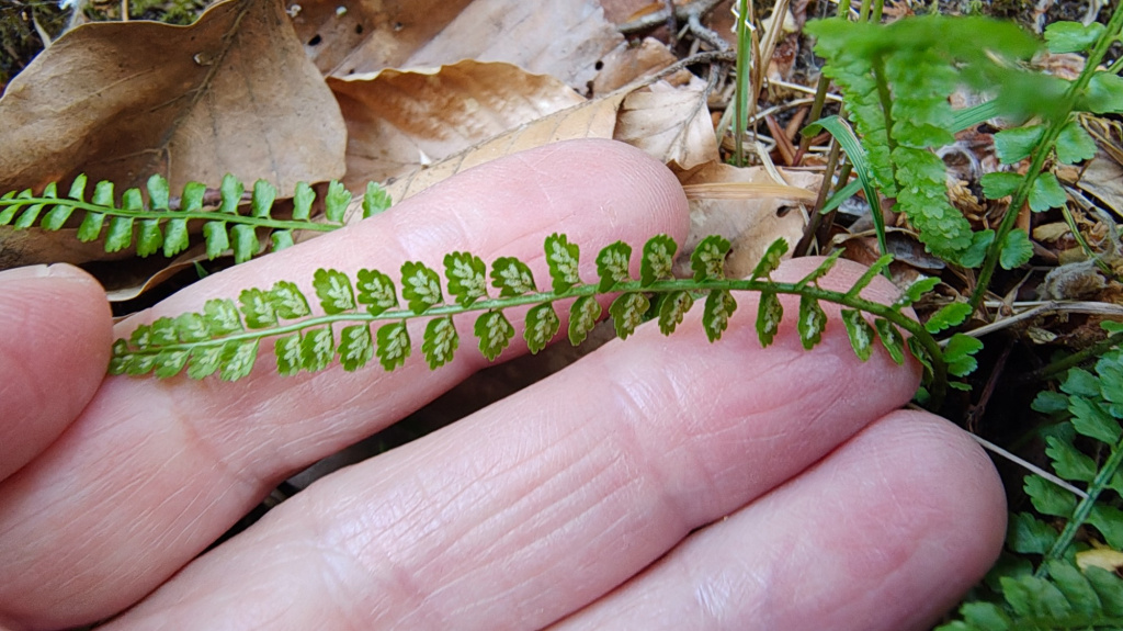 Asplenium viride | Grünstieliger Streifenfarn Asplenium viride | Grünstieliger Streifenfarn