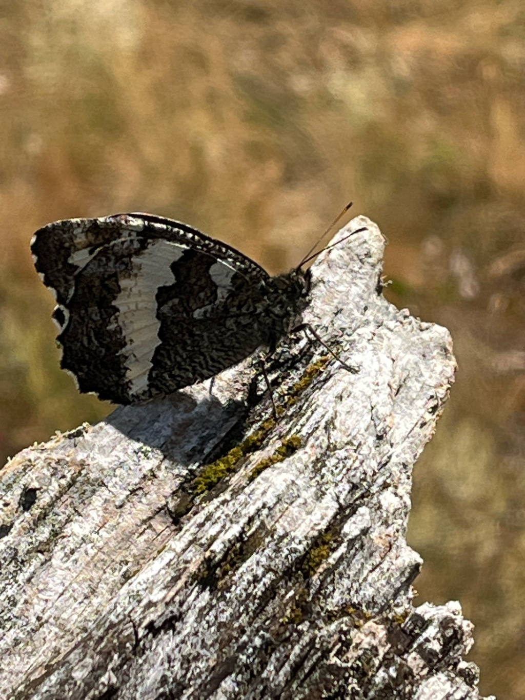 Aulocera circe | Weißer Waldportier Aulocera circe | Weißer Waldportier