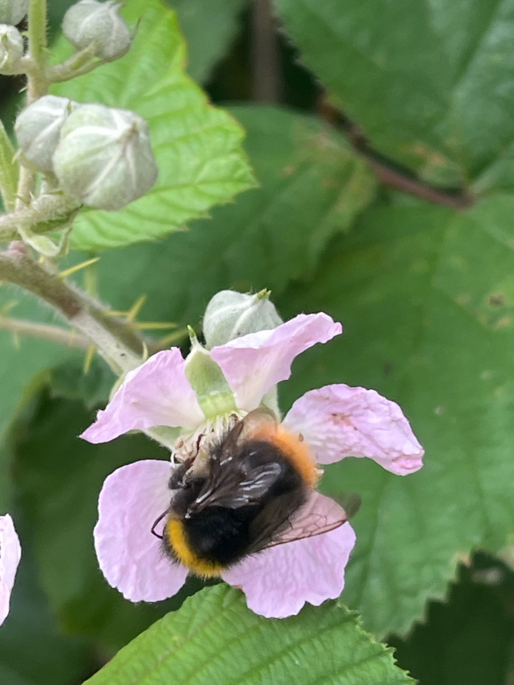 Bombus pratorum | Wiesenhummel Bombus pratorum | Wiesenhummel