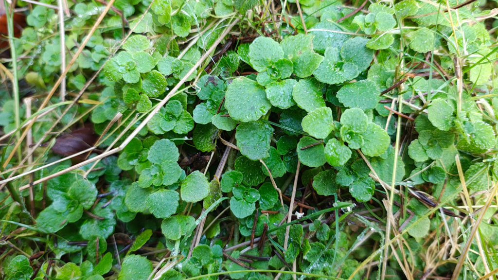 Chrysosplenium oppositifolium | Gegenblättriges Milzkraut Chrysosplenium oppositifolium | Gegenblättriges Milzkraut