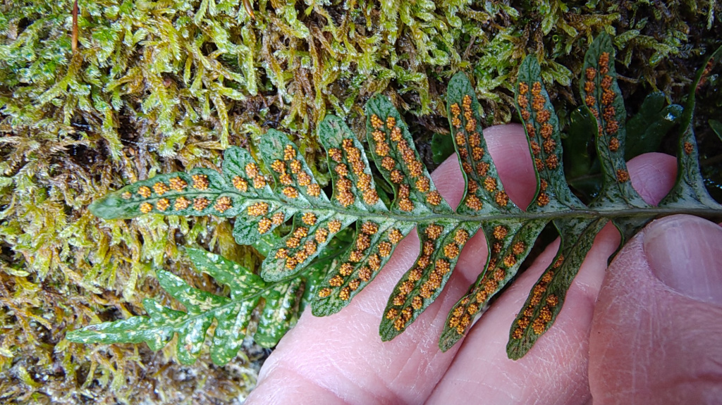 Polypodium vulgare agg. | Gewöhnlicher Tüpfelfarn (Artengruppe) Polypodium vulgare agg. | Gewöhnlicher Tüpfelfarn (Artengruppe)