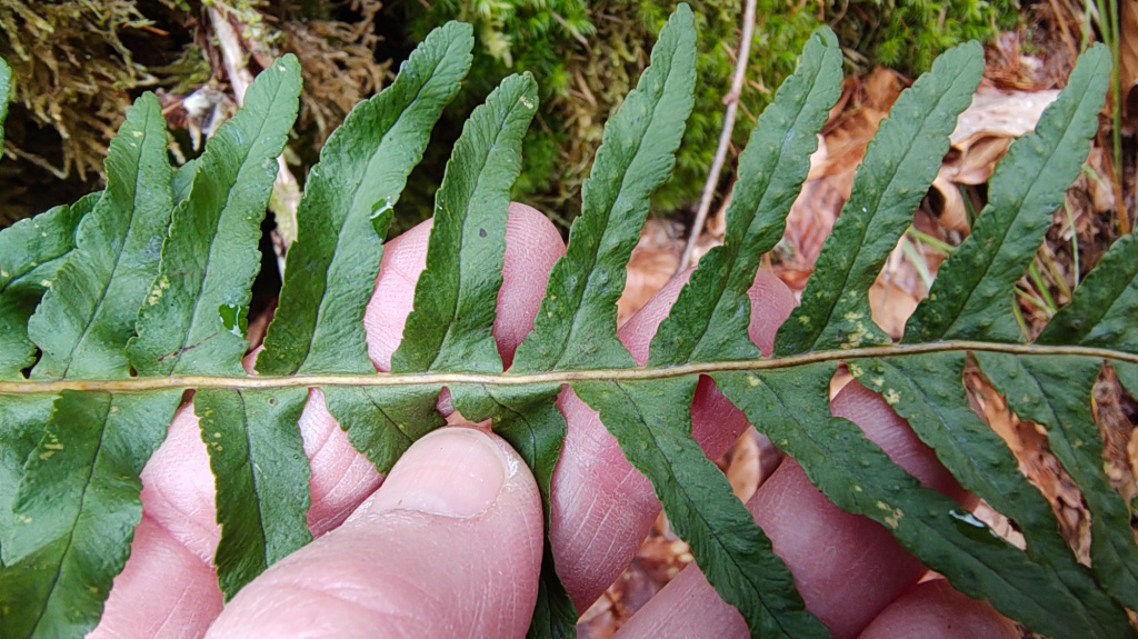 Polypodium vulgare agg. | Gewöhnlicher Tüpfelfarn (Artengruppe) Polypodium vulgare agg. | Gewöhnlicher Tüpfelfarn (Artengruppe)