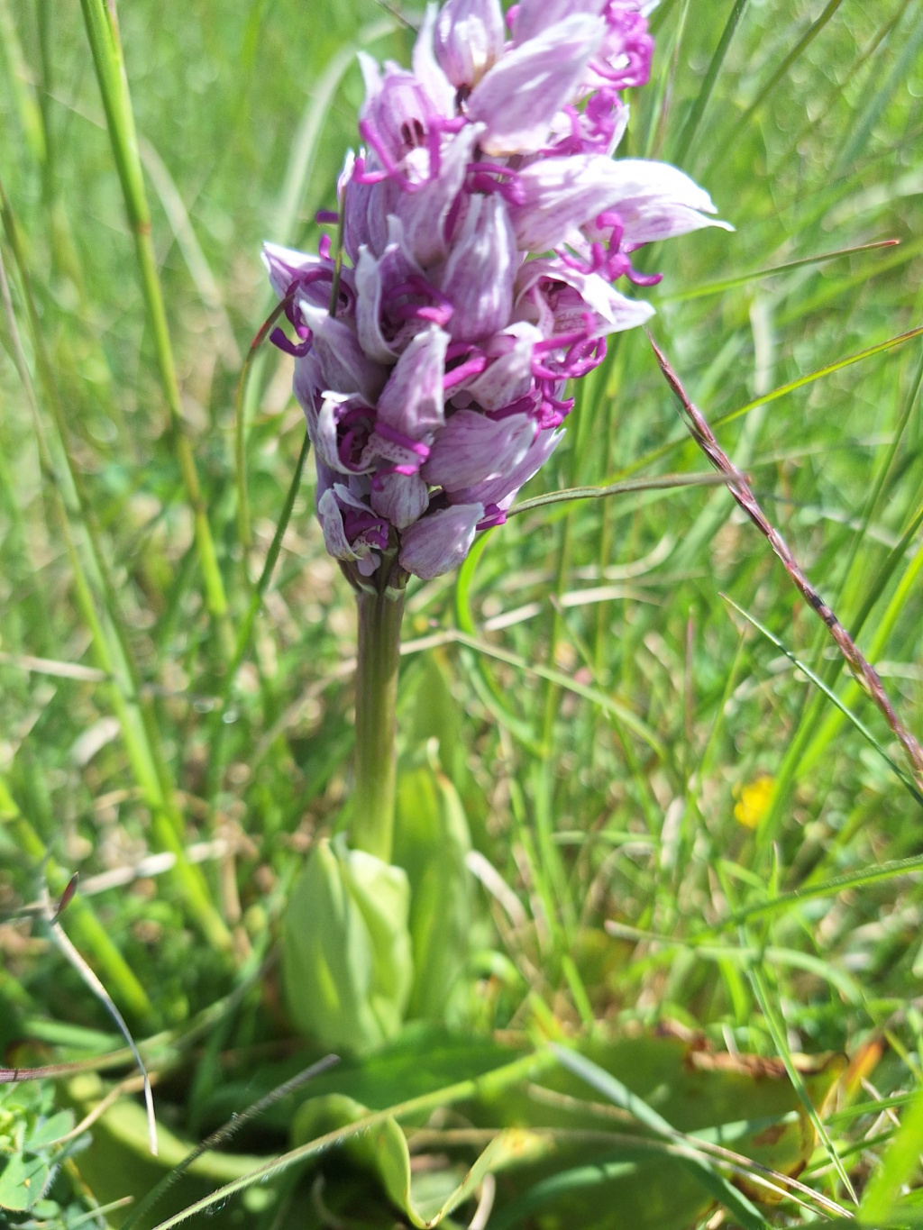 Orchis simia | Affen-Knabenkraut Orchis simia | Affen-Knabenkraut