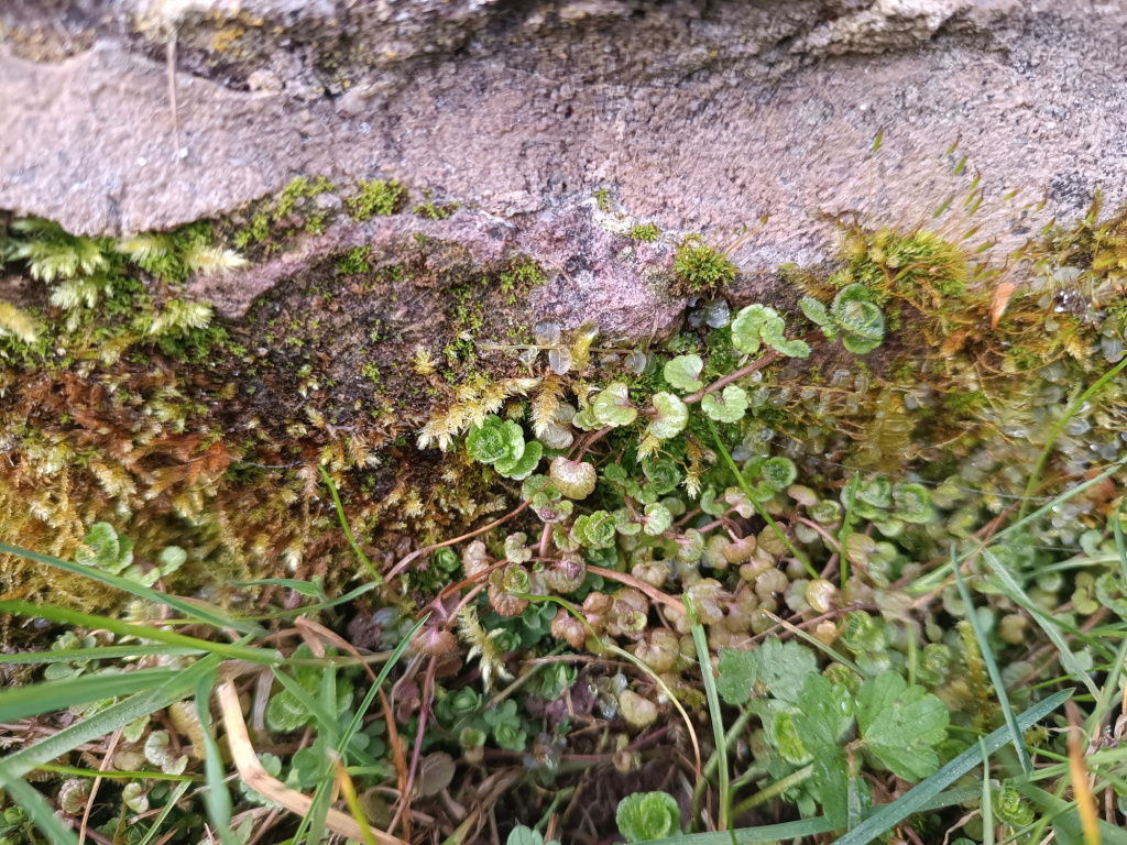 Veronica filiformis | Faden-Ehrenpreis Veronica filiformis | Faden-Ehrenpreis