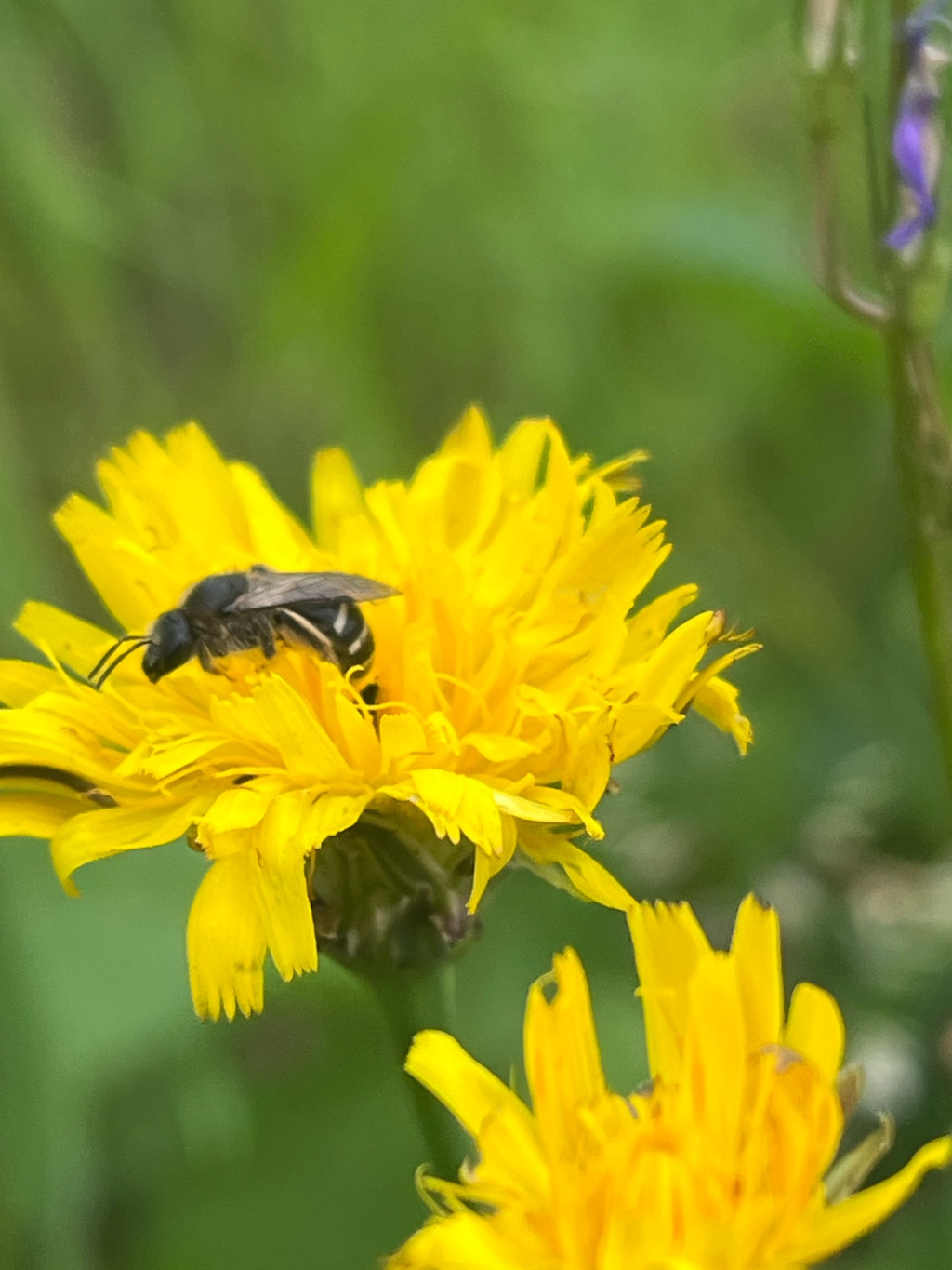 Halictus Halictus