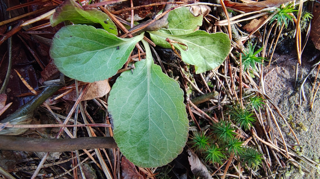 Pyrola minor | Kleines Wintergrün Pyrola minor | Kleines Wintergrün