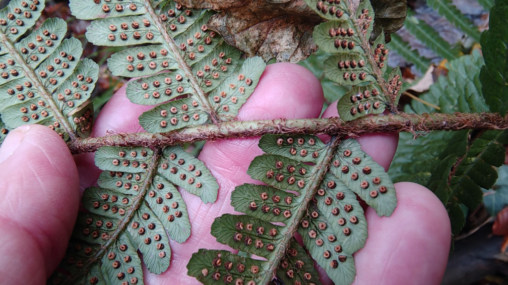 Dryopteris affinis s. l. Dryopteris affinis s. l.