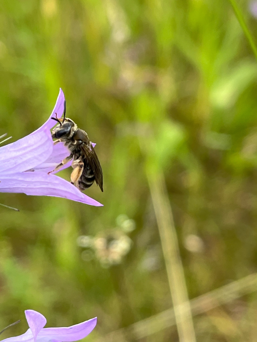Andrena pandellei | Graue Schuppensandbiene Andrena pandellei | Graue Schuppensandbiene