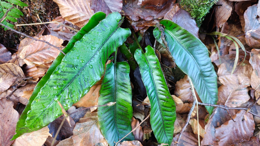 Asplenium scolopendrium subsp. scolopendrium | Hirschzunge Asplenium scolopendrium subsp. scolopendrium | Hirschzunge