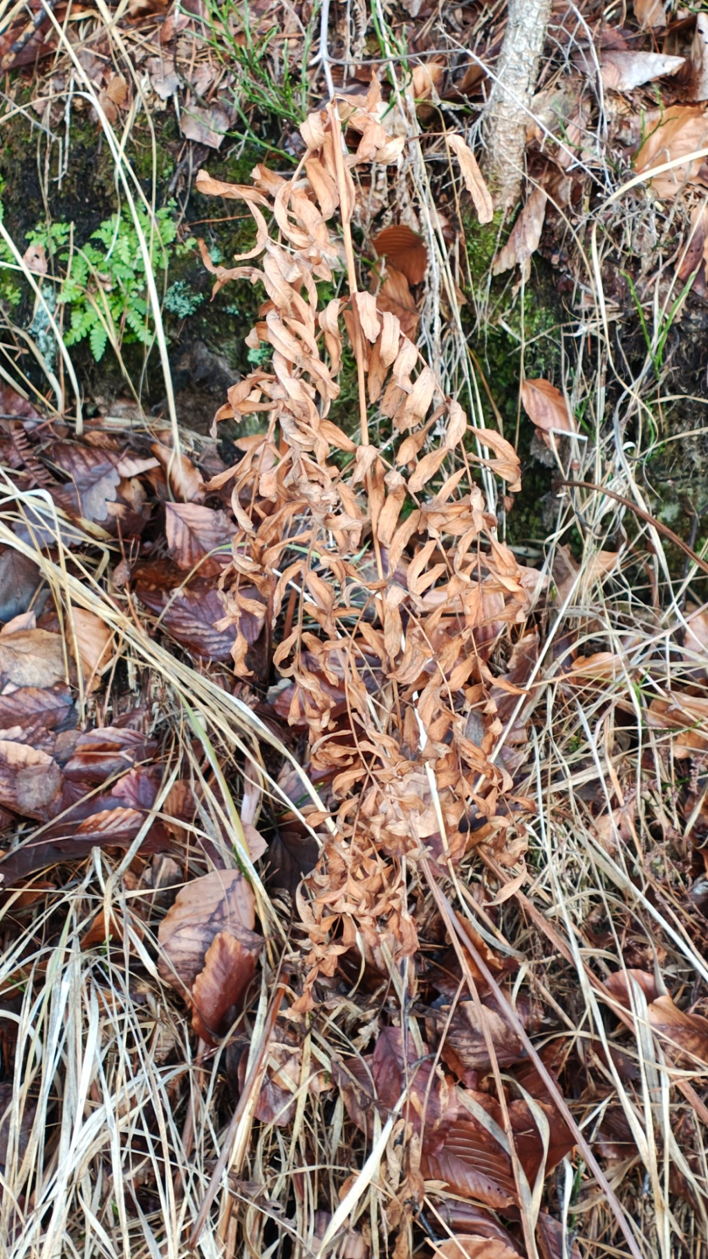 Osmunda regalis | Königs-Rispenfarn Osmunda regalis | Königs-Rispenfarn