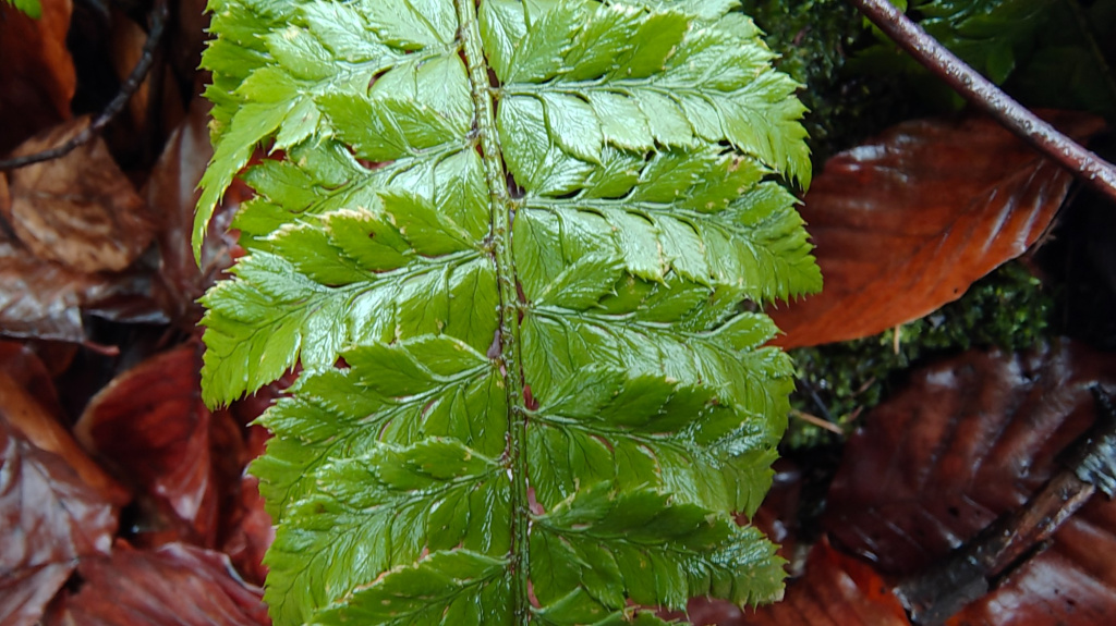 Polystichum aculeatum | Dorniger Schildfarn Polystichum aculeatum | Dorniger Schildfarn