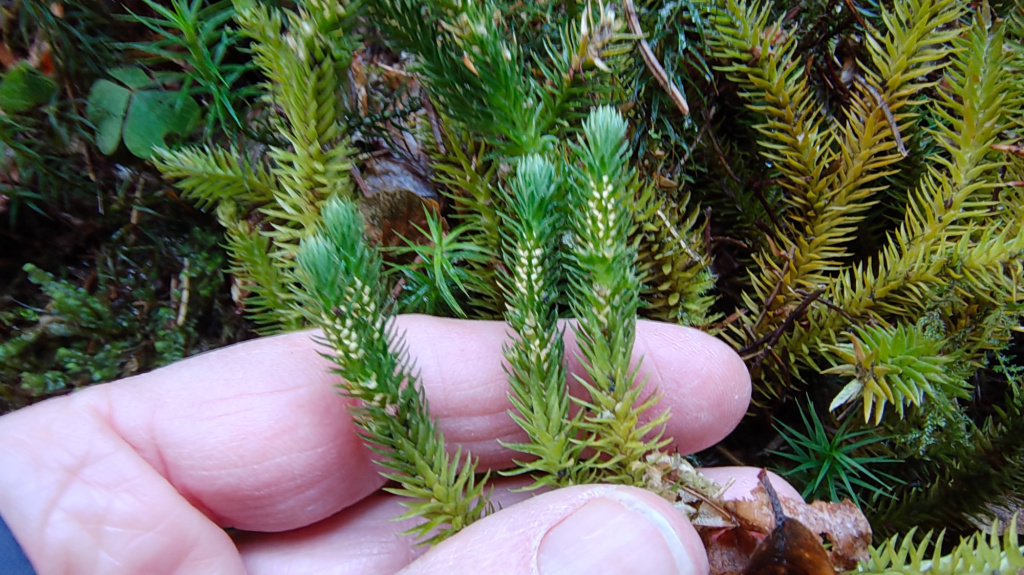 Huperzia selago subsp. selago | Tannen-Teufelsklaue Huperzia selago subsp. selago | Tannen-Teufelsklaue