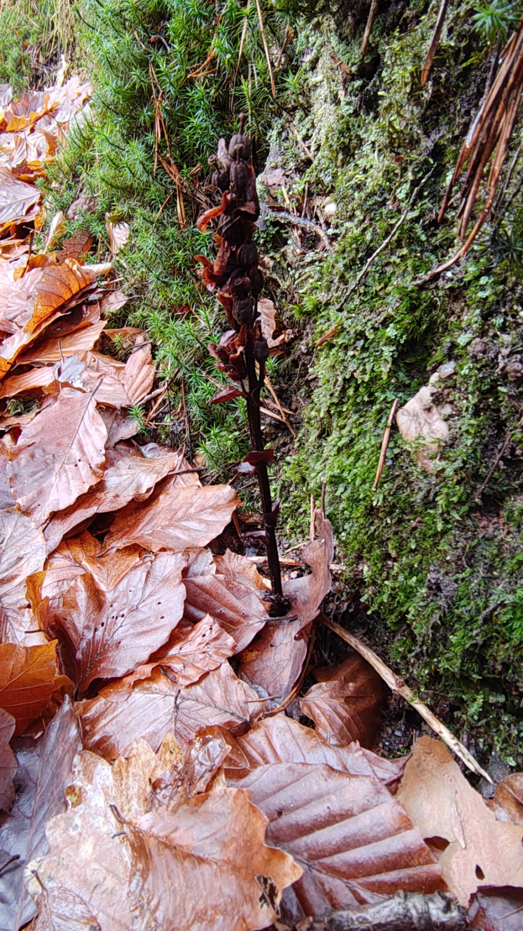 Hypopitys monotropa agg. | Echter Fichtenspargel (Artengruppe) Hypopitys monotropa agg. | Echter Fichtenspargel (Artengruppe)