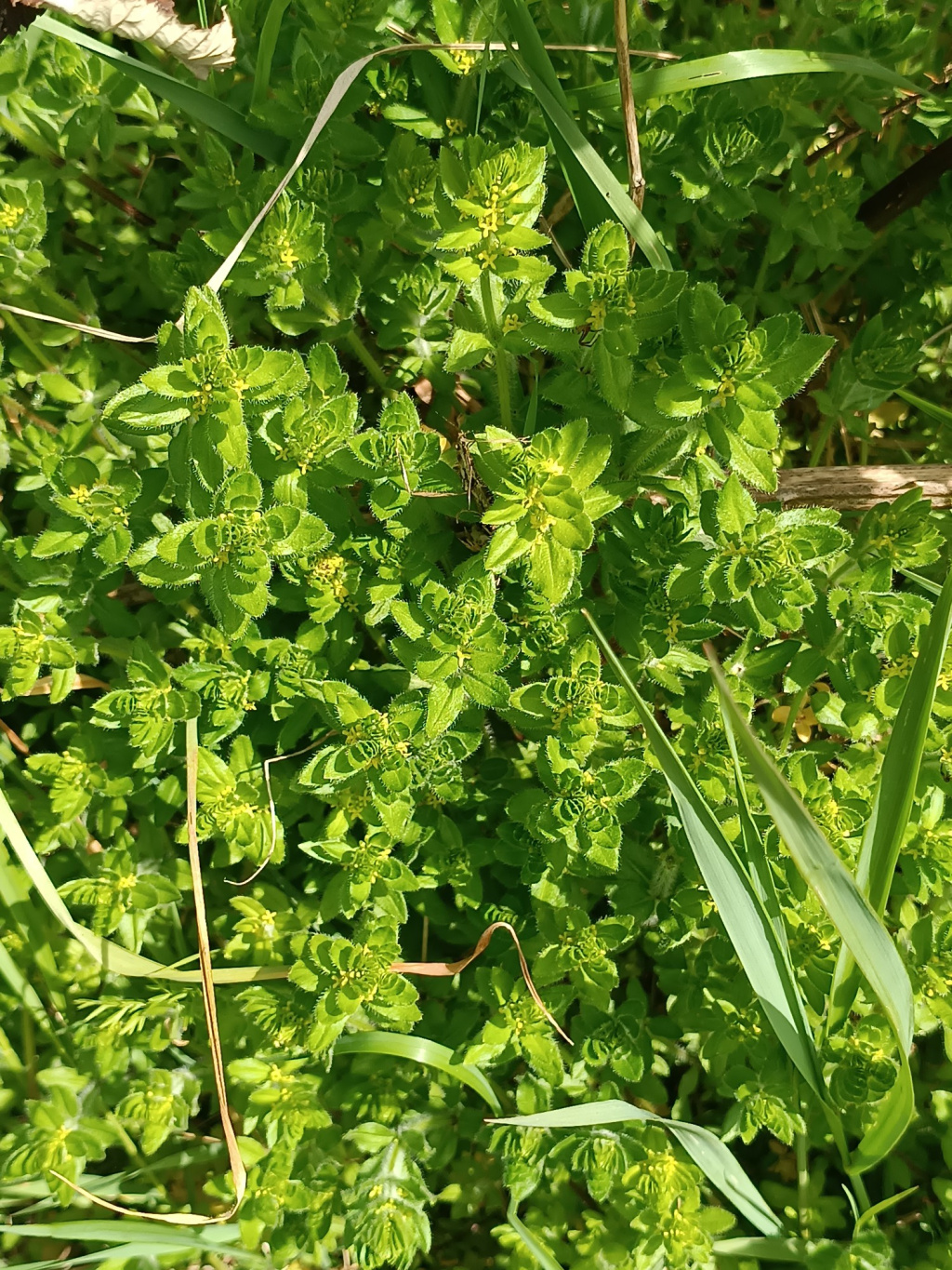 Cruciata laevipes | Gewimpertes Kreuzlabkraut Cruciata laevipes | Gewimpertes Kreuzlabkraut