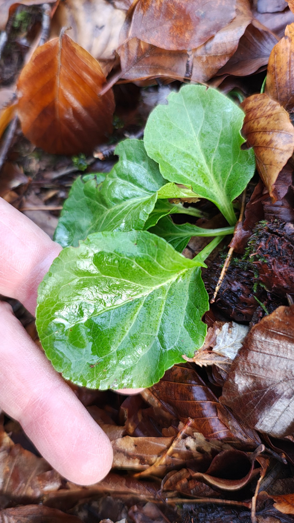 Pyrola minor | Kleines Wintergrün Pyrola minor | Kleines Wintergrün