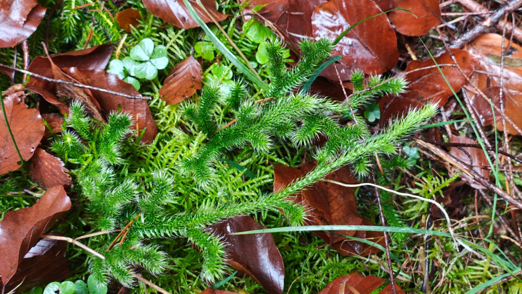 Lycopodium clavatum subsp. clavatum | Keulen-Bärlapp Lycopodium clavatum subsp. clavatum | Keulen-Bärlapp