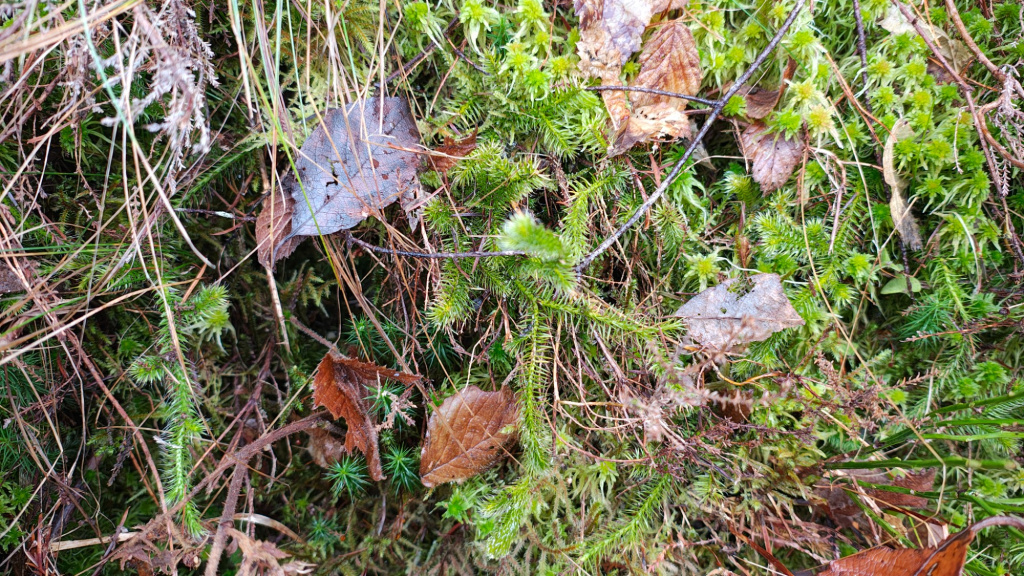 Lycopodium clavatum subsp. clavatum | Keulen-Bärlapp Lycopodium clavatum subsp. clavatum | Keulen-Bärlapp