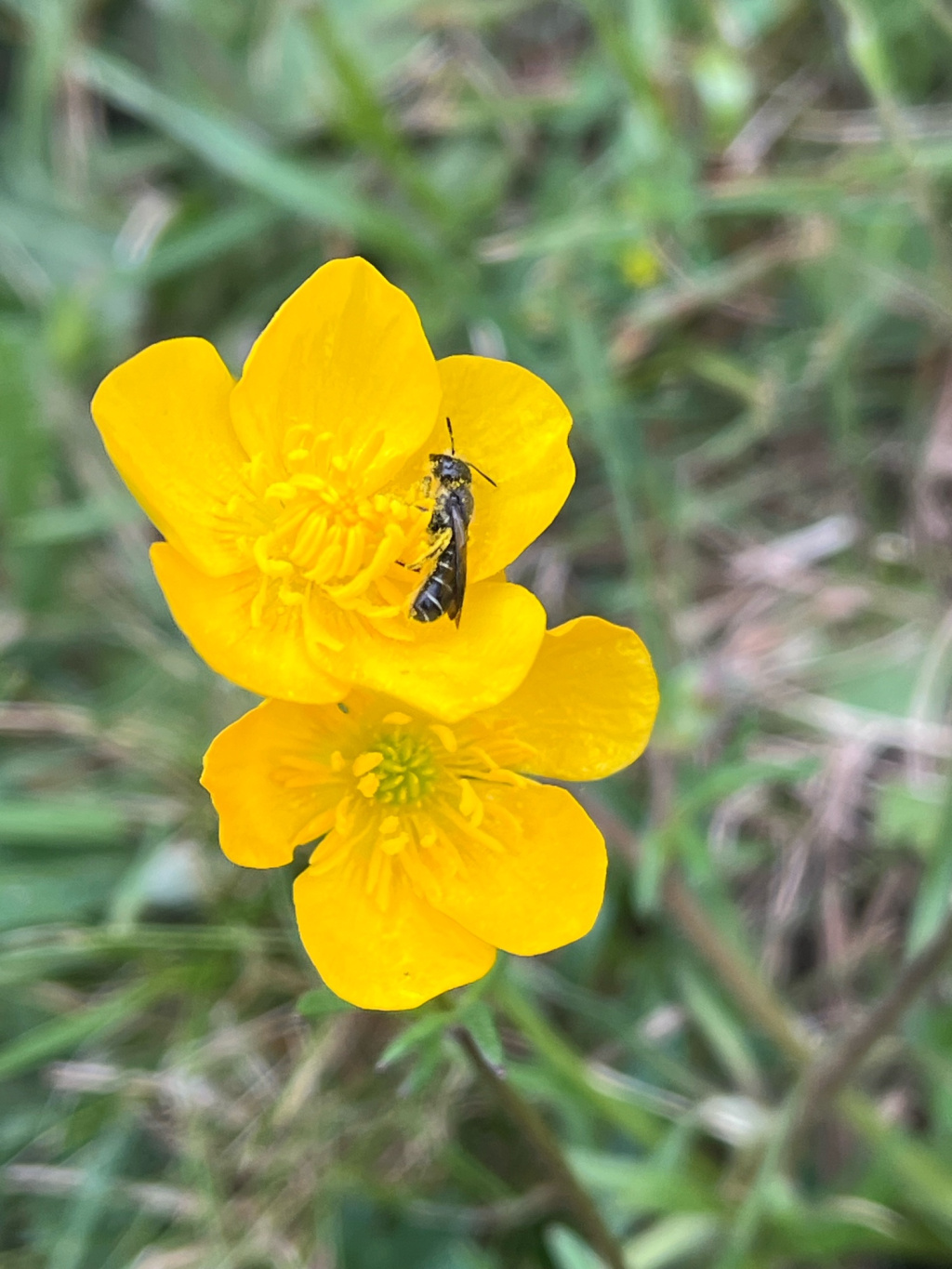 Chelostoma florisomne | Hahnenfuß-Scherenbiene Chelostoma florisomne | Hahnenfuß-Scherenbiene
