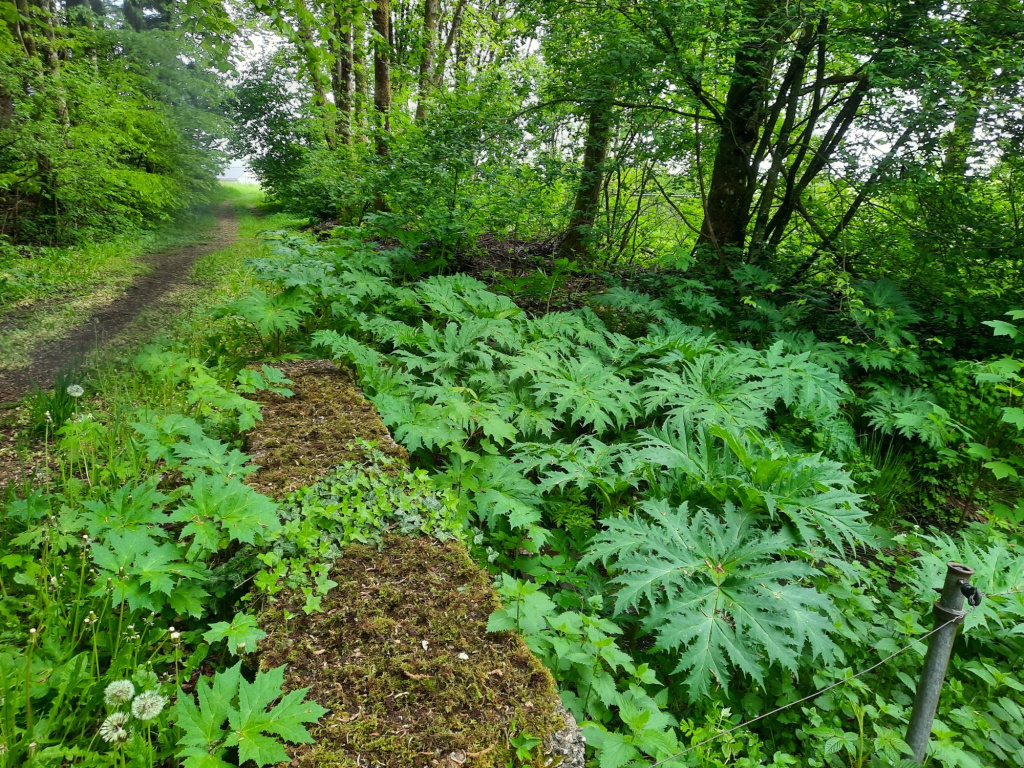 Heracleum mantegazzianum | Riesen-Bärenklau Heracleum mantegazzianum | Riesen-Bärenklau