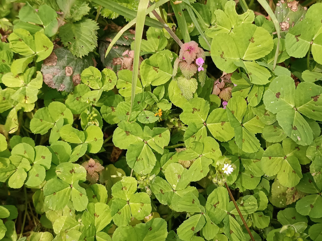 Medicago arabica | Arabischer Schneckenklee Medicago arabica | Arabischer Schneckenklee