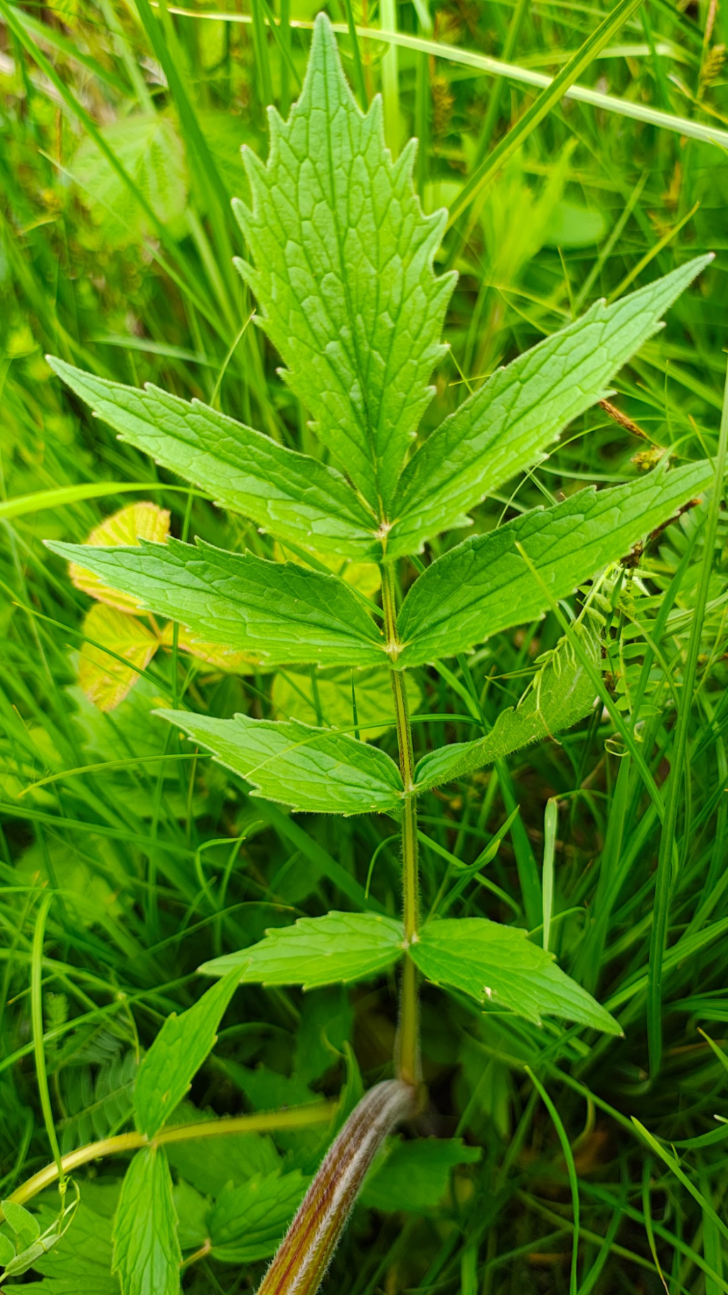 Valeriana excelsa subsp. excelsa Valeriana excelsa subsp. excelsa