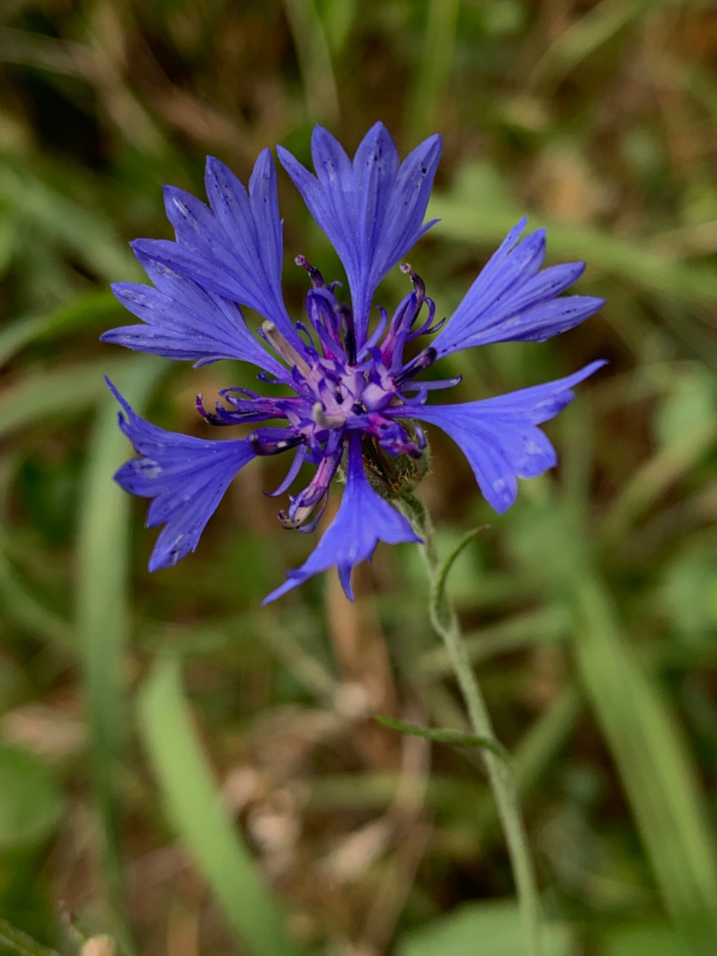 Centaurea cyanus | Korn-Flockenblume Centaurea cyanus | Korn-Flockenblume