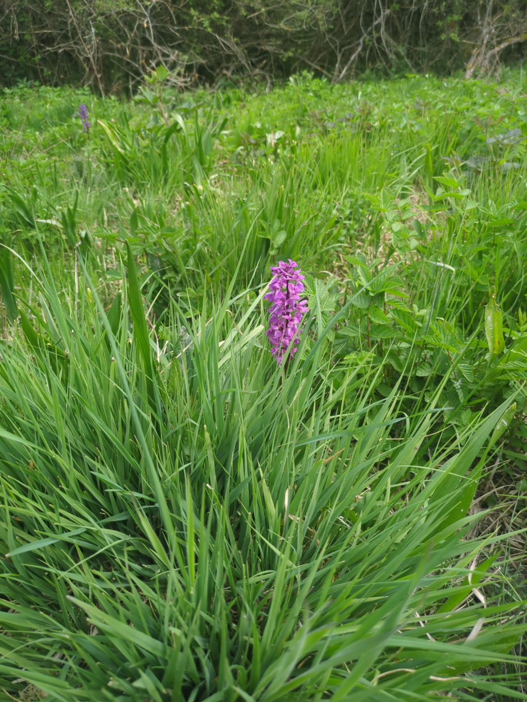 Orchis mascula subsp. mascula Orchis mascula subsp. mascula