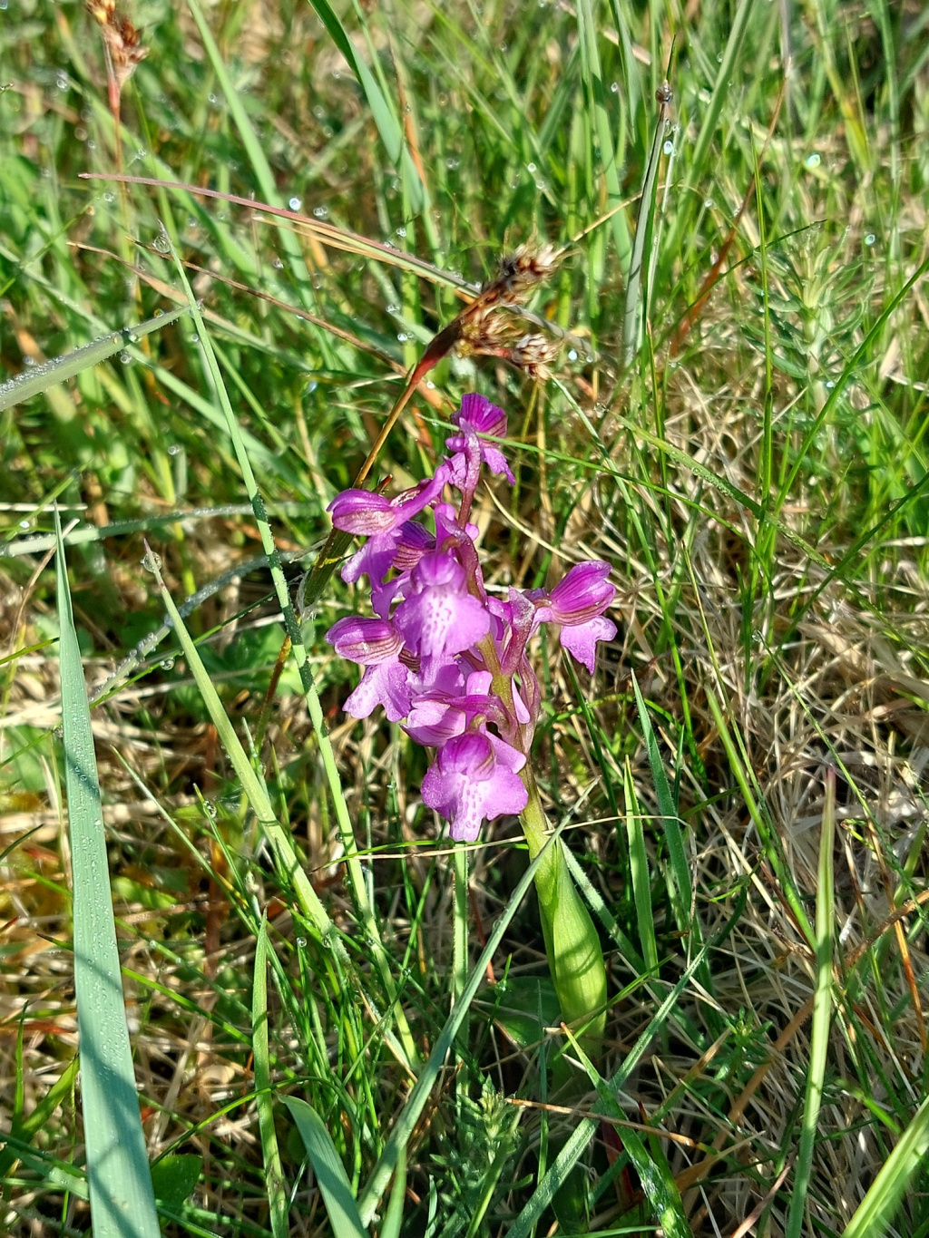 Orchis morio subsp. morio | Kleines Knabenkraut Orchis morio subsp. morio | Kleines Knabenkraut