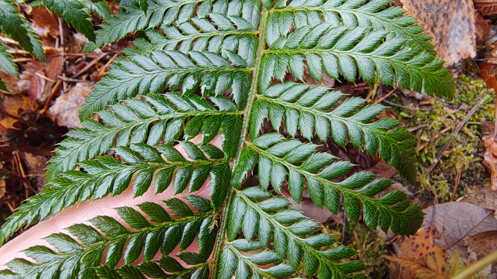Polystichum aculeatum | Dorniger Schildfarn Polystichum aculeatum | Dorniger Schildfarn