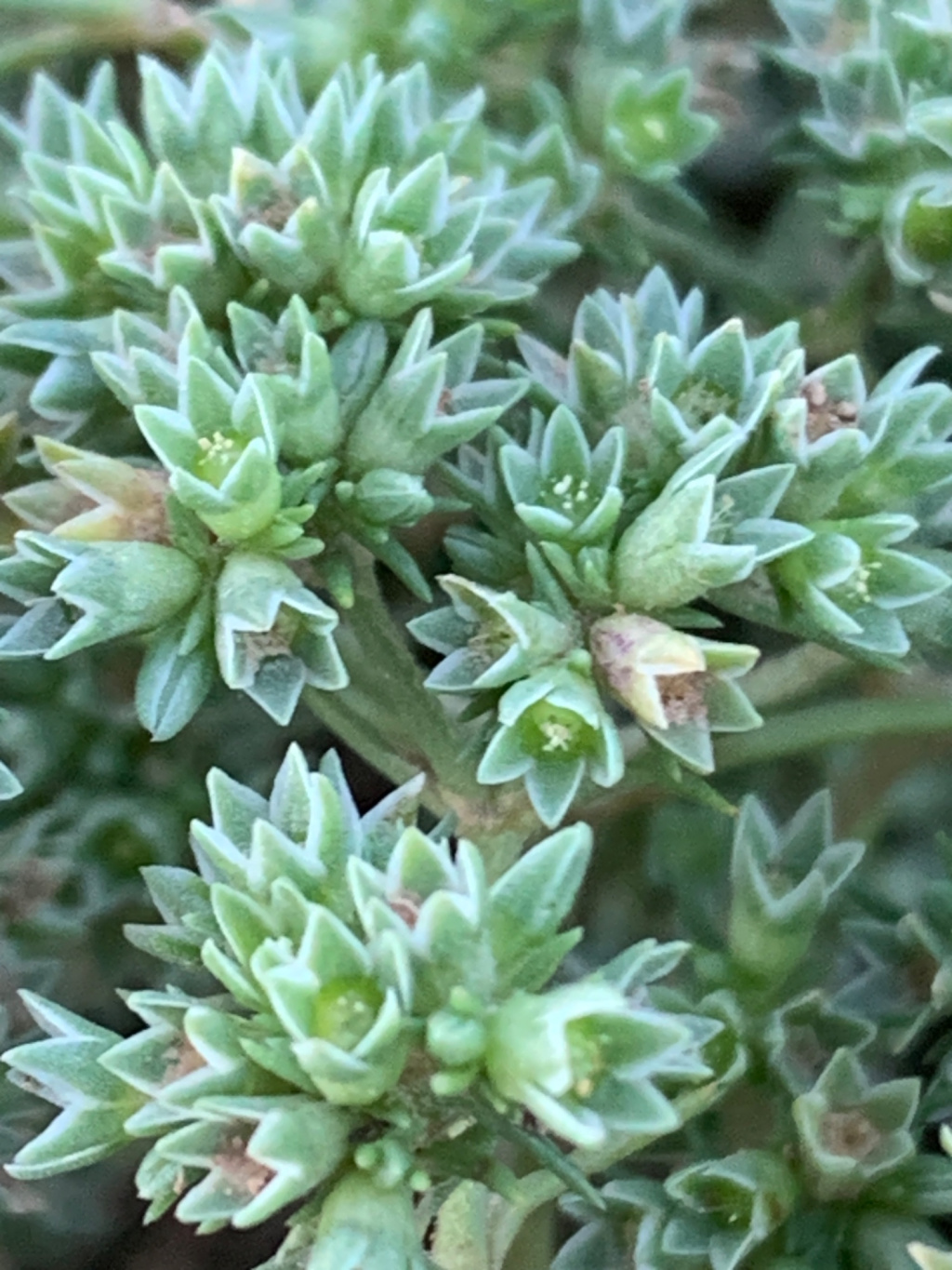 Scleranthus annuus s. str. Scleranthus annuus s. str.