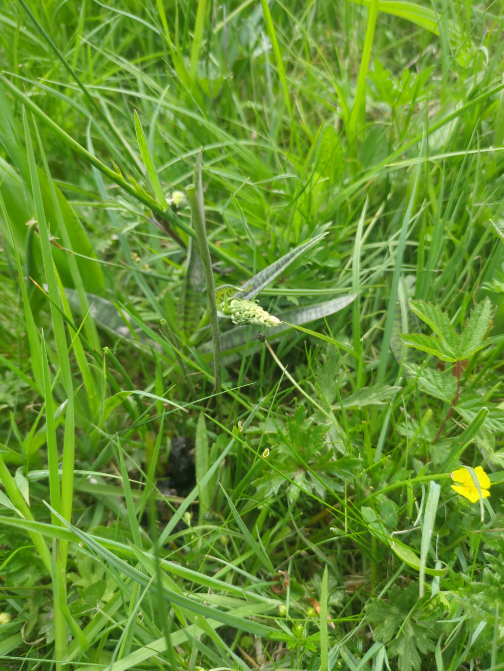 Dactylorhiza maculata agg. | Gefleckte Fingerwurz (Artengruppe) Dactylorhiza maculata agg. | Gefleckte Fingerwurz (Artengruppe)