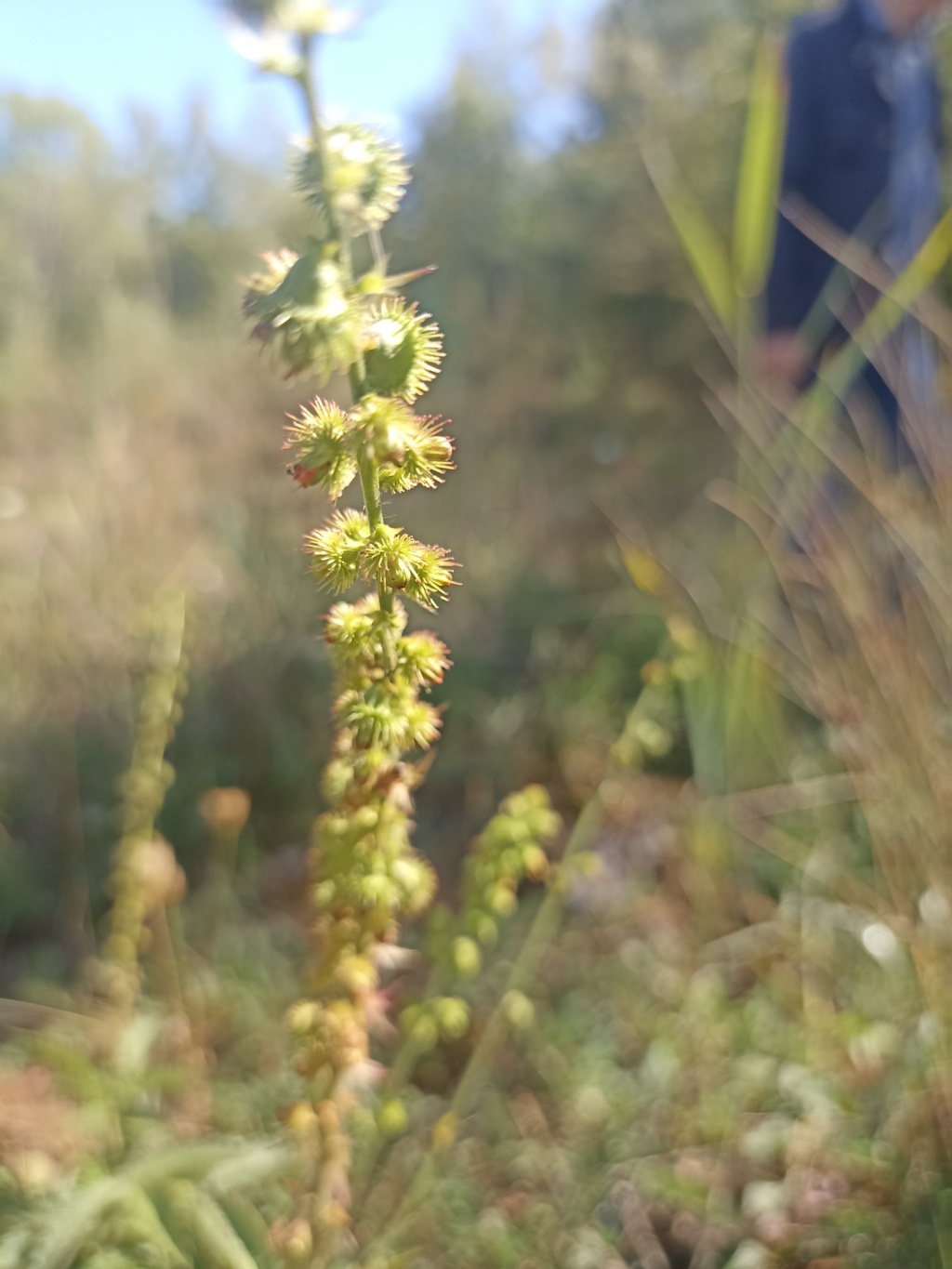 Agrimonia procera | Großer Odermennig Agrimonia procera | Großer Odermennig