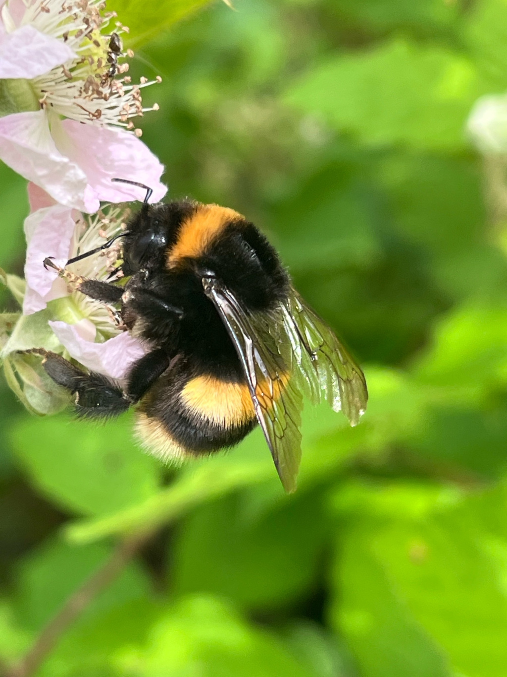 Bombus lucorum | Helle Erdhummel Bombus lucorum | Helle Erdhummel