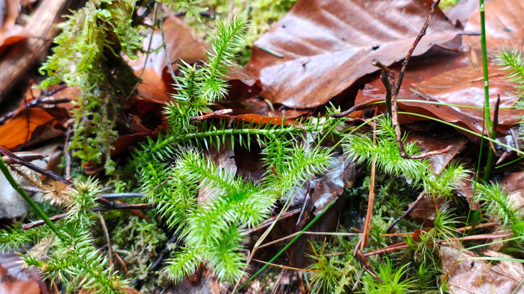 Lycopodium clavatum subsp. clavatum | Keulen-Bärlapp Lycopodium clavatum subsp. clavatum | Keulen-Bärlapp