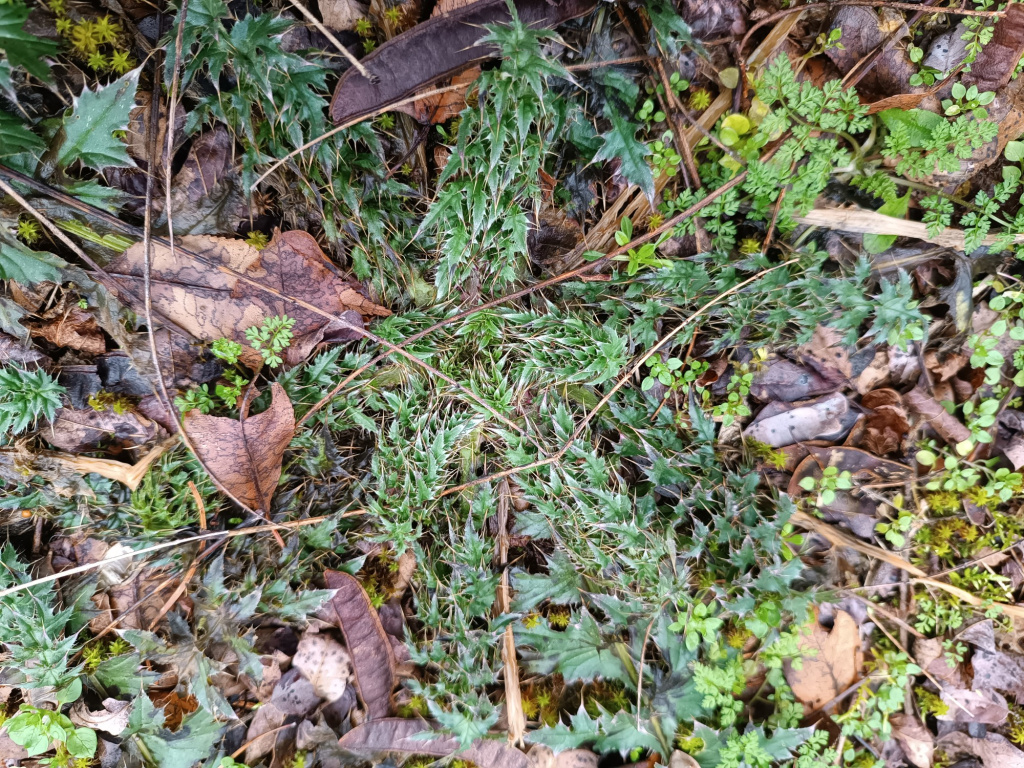 Carduus acanthoides subsp. acanthoides | Weg-Distel Carduus acanthoides subsp. acanthoides | Weg-Distel