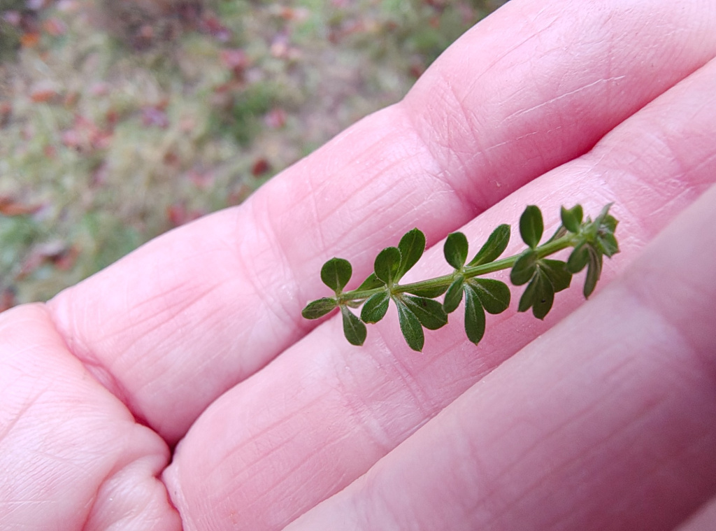 Galium saxatile | Harzer Labkraut Galium saxatile | Harzer Labkraut