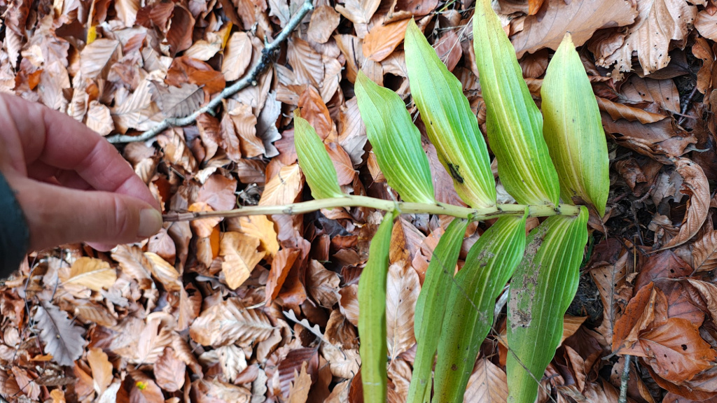 Epipactis helleborine s. str. | Breitblättrige Ständelwurz Epipactis helleborine s. str. | Breitblättrige Ständelwurz