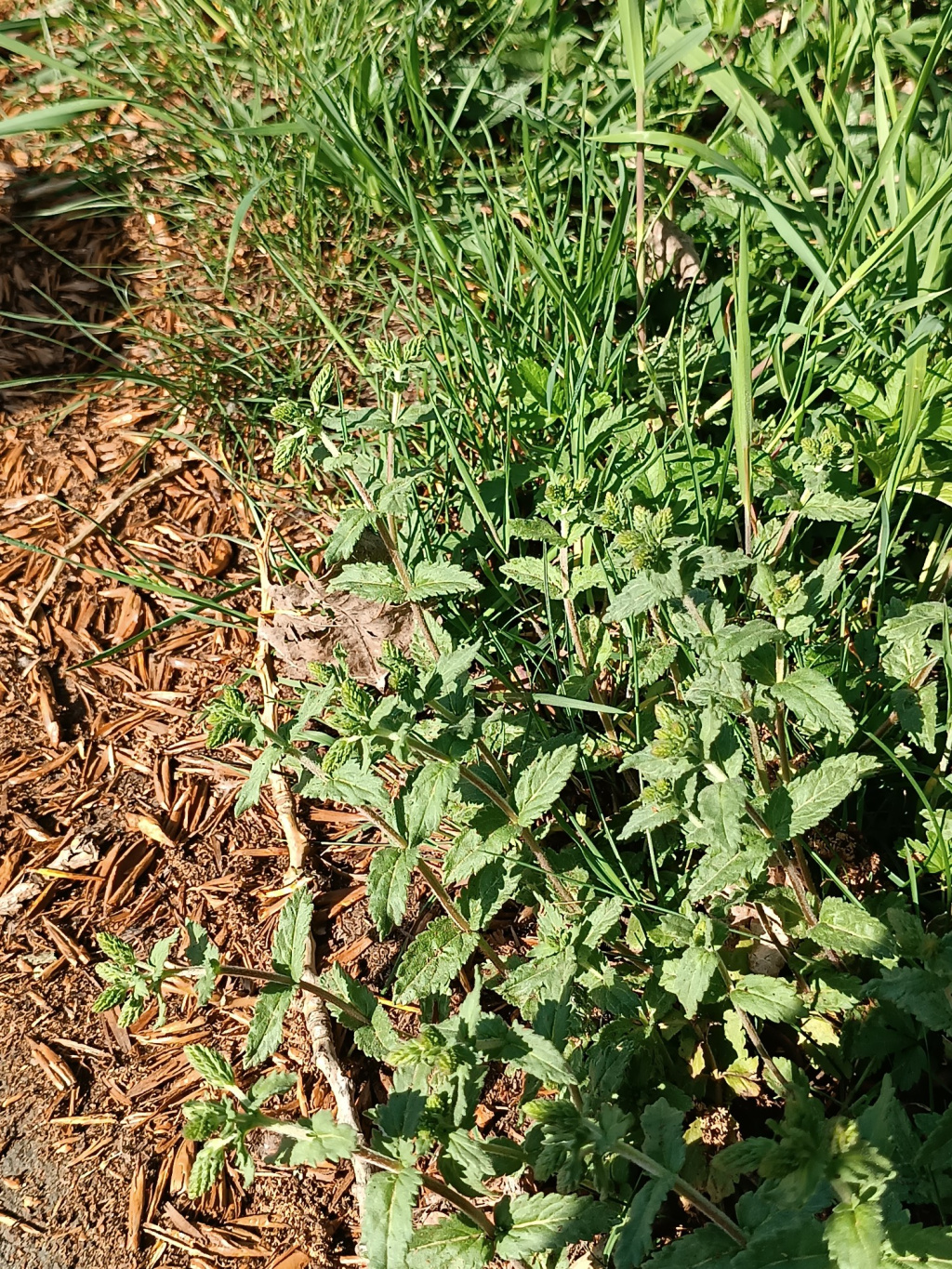 Veronica teucrium | Großer Ehrenpreis Veronica teucrium | Großer Ehrenpreis