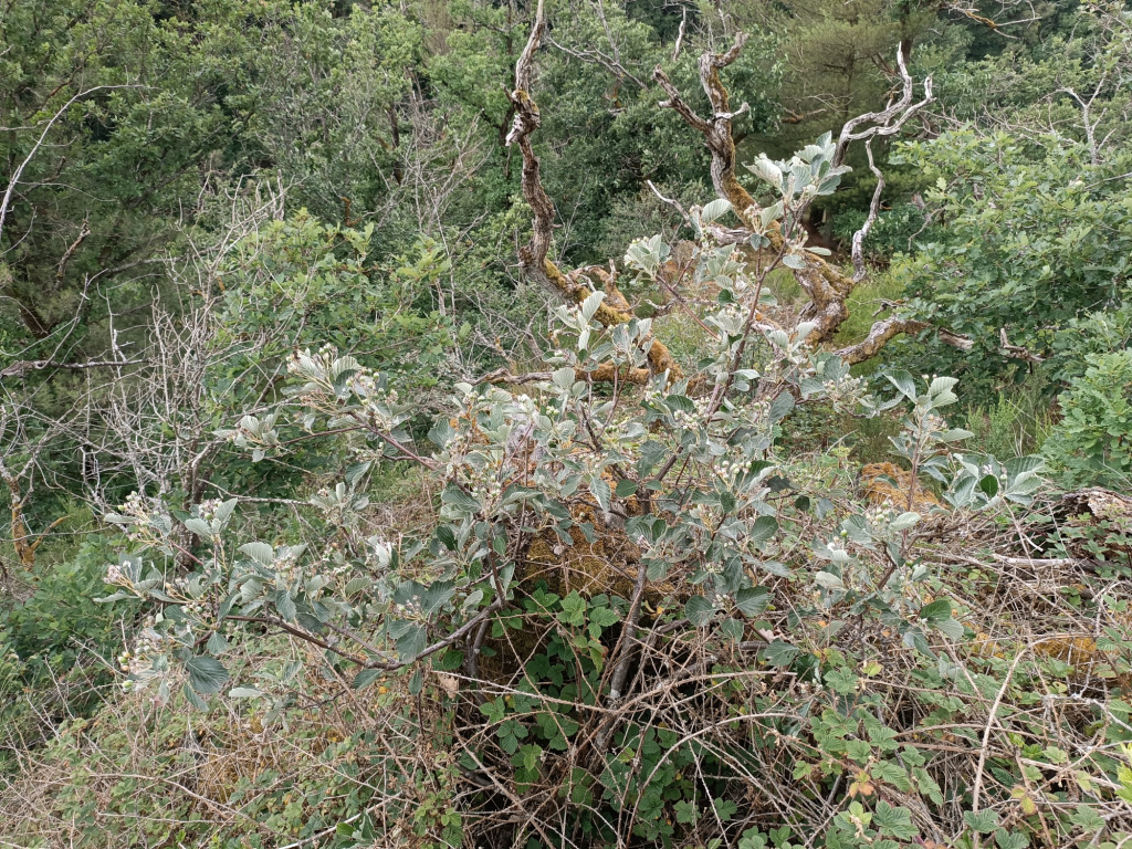 Sorbus aria agg. Sorbus aria agg.