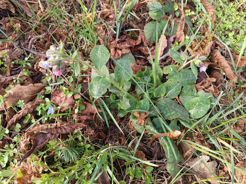 Pulmonaria officinalis | Geflecktes Lungenkraut Pulmonaria officinalis | Geflecktes Lungenkraut
