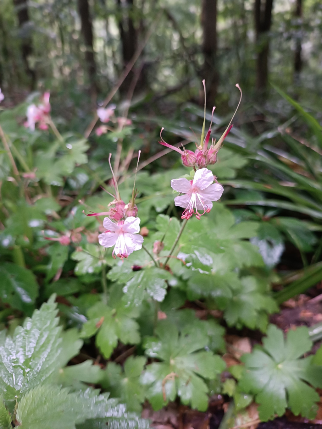 Geranium macrorrhizum Geranium macrorrhizum