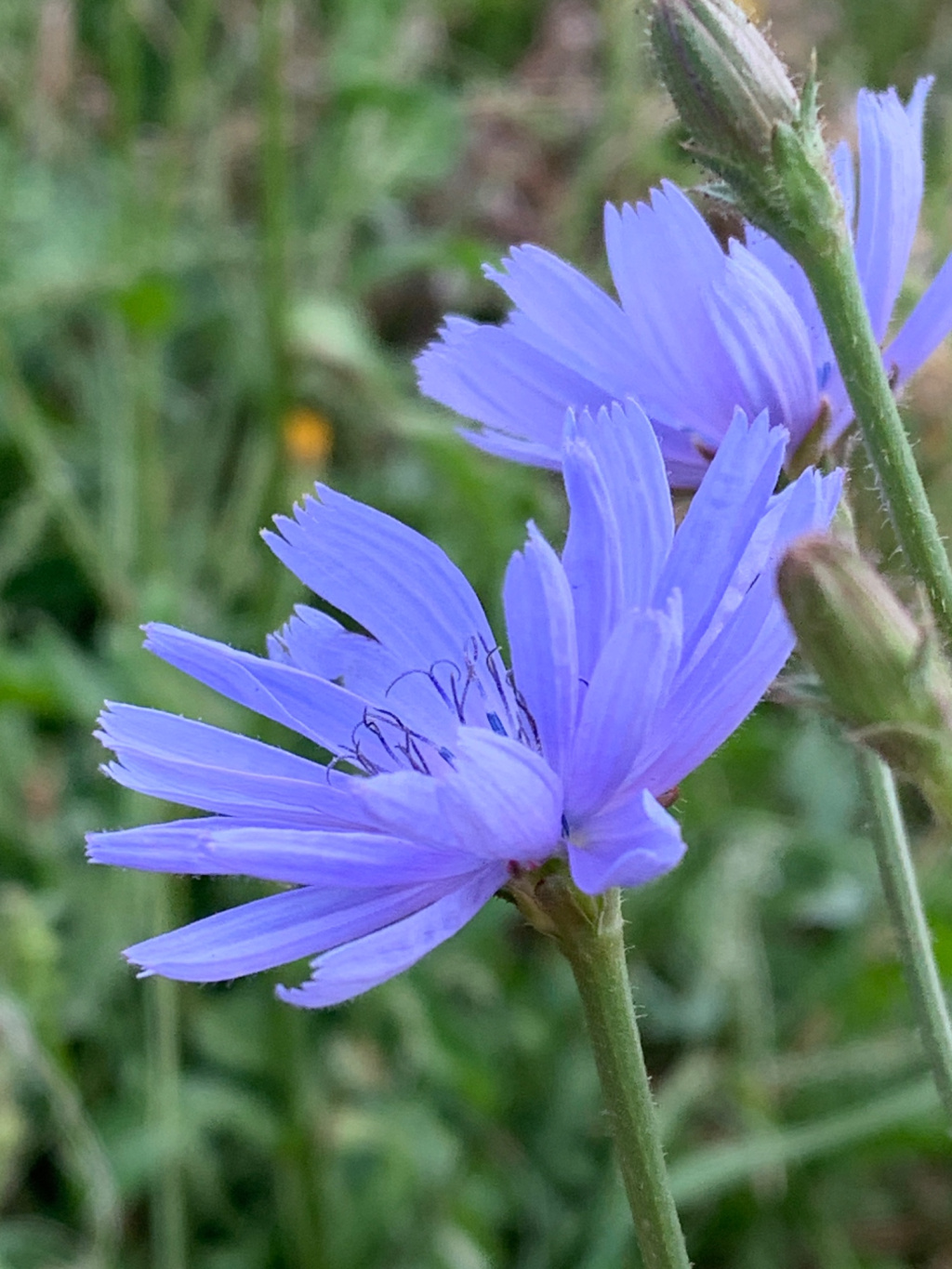 Cichorium intybus var. intybus Cichorium intybus var. intybus