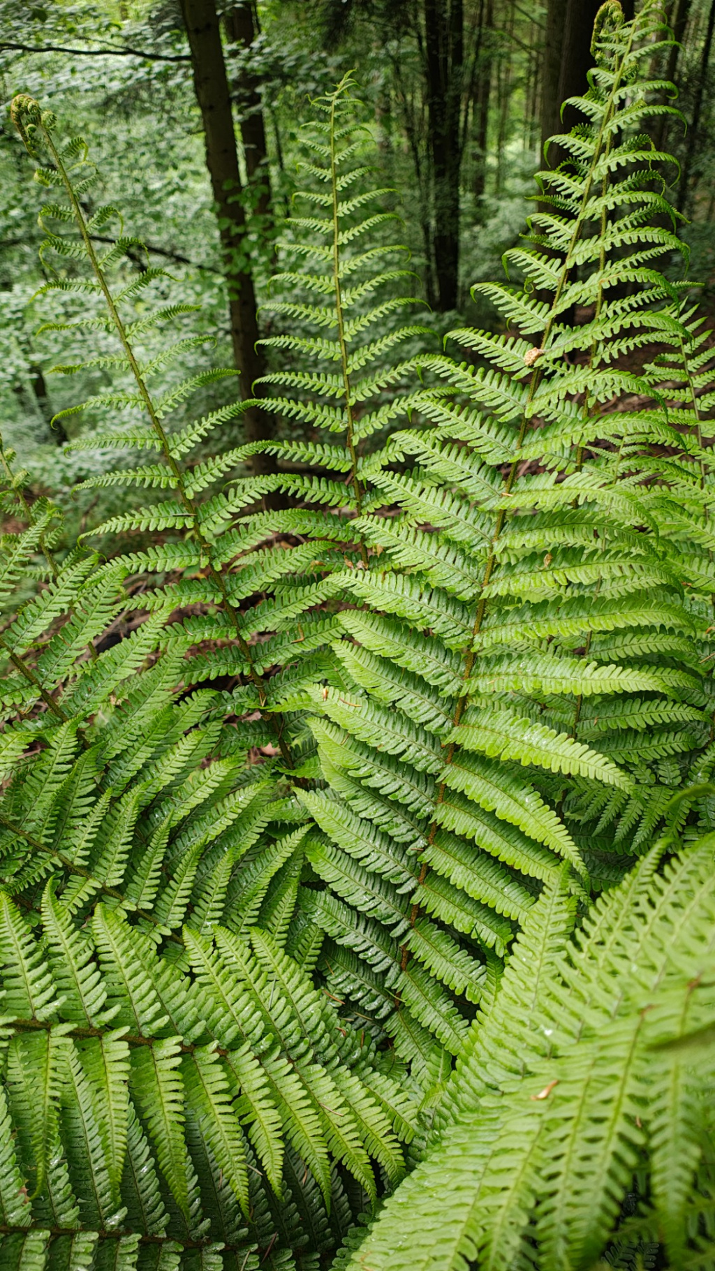 Dryopteris affinis s. l. Dryopteris affinis s. l.
