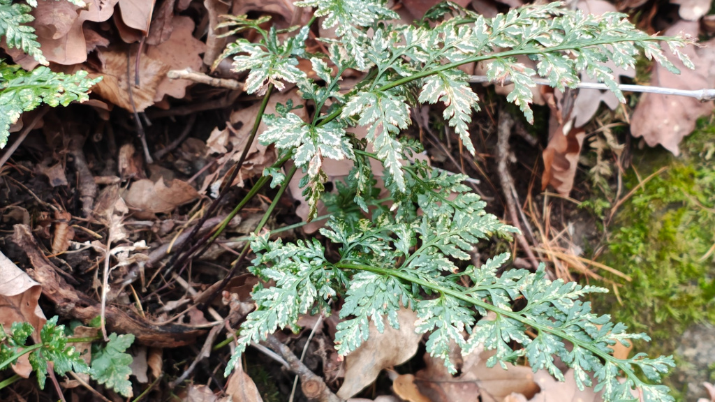 Asplenium adiantum-nigrum subsp. adiantum-nigrum | Schwarzstieliger Streifenfarn Asplenium adiantum-nigrum subsp. adiantum-nigrum | Schwarzstieliger Streifenfarn